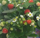Jordbær F1 'Delizzimo' (frø) (Fragaria ananassa) thumbnail
