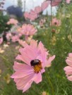 Pyntekorg 'Apricotta' (Cosmos bipinnatus) thumbnail