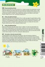 Basilikum, Kanel- (Ocimum basilicum) thumbnail