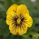 Hornfiol 'Tiger Eye' (Viola cornutta) thumbnail
