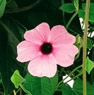 Susanne med det sorte øye 'Rose Sensation' 1 stk pluggplante thumbnail