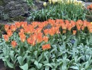 Tulipan 'Orange Emperor'   7 stk. store proffløk str. 12/+ (lev. uke 40) thumbnail