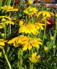 Solhatt 'Praire Sun' (Rudbeckia hirta) thumbnail