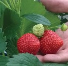 Jordbær F1 'Delizzimo' (frø) (Fragaria ananassa) thumbnail