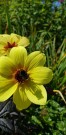 Georgine 'Illusion'  (Dahlia Mystic) 1 stk pluggplante thumbnail