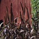 Perlehirse 'Purple Majesty' (pennisetum glaucum) thumbnail