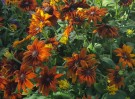 Solhatt 'Autumn Colors' (Rudbeckia hirta) thumbnail
