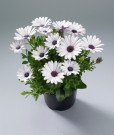 Spansk Margeritt Zanzibar white'  (Osteospermum) 1 stk pluggplante thumbnail