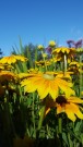 Solhatt 'Praire Sun' (Rudbeckia hirta) thumbnail