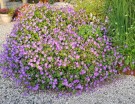 Storknebb 'Rozanne ' (Geranium ) 1 stk plante i potte thumbnail