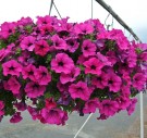 Hengepetunia 'Surfinia Purple'  (Superpetunia) 1 stk pluggplante thumbnail