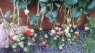 Jordbær remonterende! 'Malling Supreme' (Fragaria a.) 1 stk thumbnail