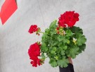 Pelargonia 'Dark Red'  (Marcada) 1 stk pluggplante thumbnail
