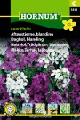 Dagfiol, blanding 'Late Violet' (Hesperis matronalis) thumbnail