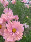 Pyntekorg 'Apricotta' (Cosmos bipinnatus) thumbnail
