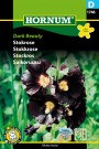 Stokkrose 'Dark Beauty' (Alcea rosea) thumbnail