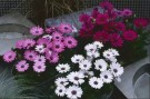 Spansk Margeritt Passion White F1 thumbnail