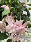 Tåre 'Pink Marsmallow'  (Fuchsia- hengende) 1 stk pluggplante thumbnail