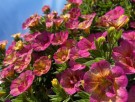 Calibrachoa 'Double Pink Yellow'  (Chameleon) 1 stk pluggplante thumbnail