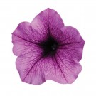 Hengepetunia -  'Easy wave Plum vein' (Petunia pendula) thumbnail