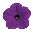 Hengepetunia - 'Easy wave Blue' (Petunia pendula) thumbnail