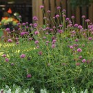 Kuleamarant 'Fireworks' (Gomprena gl.) thumbnail