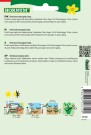 Salat, Isberg 'Great Lakes 118' (Lactuca sativa capitata) thumbnail