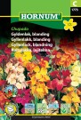 Gyllenlakk, blanding 'Chupado' (Erysimum cheiri) thumbnail