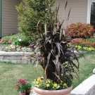 Perlehirse 'Purple Majesty' (pennisetum glaucum) thumbnail