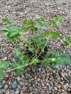 Storknebb 'Rozanne ' (Geranium ) 1 stk plante i potte thumbnail