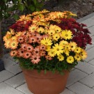Spansk Margeritt 'Akila Sunset Shade' F1 thumbnail