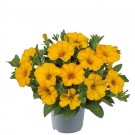 Hengepetunia 'Beautycal Sunset Orange'  (Superpetunia) 1 stk pluggplante thumbnail