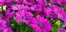 Spansk Margeritt 'Bright Purple'  (Osteospermum) 1 stk pluggplante thumbnail