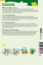 Salat, Ekeblads- 'Navara' (Lactuca sativa L.) thumbnail