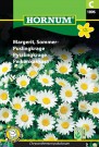 Puslingkrage  (Chrysanthemum paludosum) thumbnail