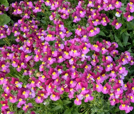 Nemesia 'Boysenberry'  (Nemesia        Fairy Kisses  med duft) 1 stk pluggplante