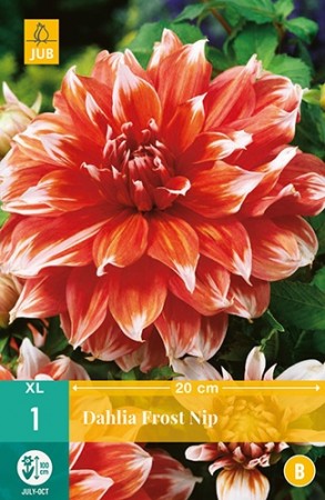 Knollgeorgine 'Frost Nip' (Dahlia) - 1 stk knoll