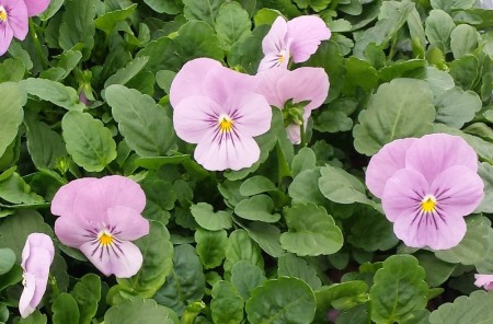 Hornfiol/stemorsblomst 'Lavender Pink' (Viola cornutta)