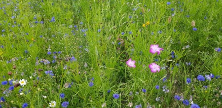 Blomstereng ett og flerårig hageblomster