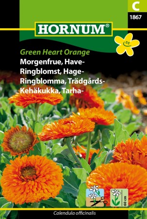 Ringblomst, Hage- 'Green Heart Orange' (Calendula officinalis)