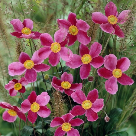 Anemone 'September Charm' (Anemone hup.) stor barrot (1stk)