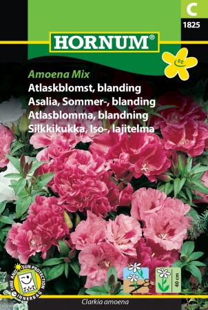Asalia, Sommer-, blanding 'Amoena Mix' (Clarkia amoena)