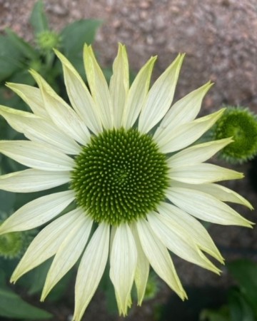 Purpursolhatt 'Powwow White' (Echinacea P.) 1 stk plante i potte