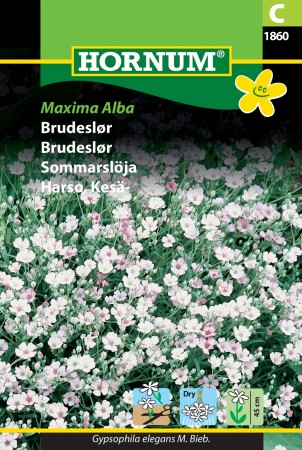 Brudeslør 'Maxima Alba' (Gypsophila elegans M. Bieb.)