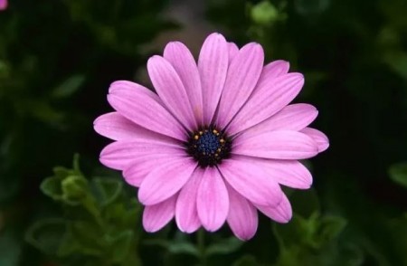 Spansk Margeritt Passion Pink Shades F1