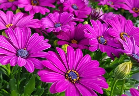 Spansk Margeritt 'Maseru'  (Osteospermum) 1 stk pluggplante