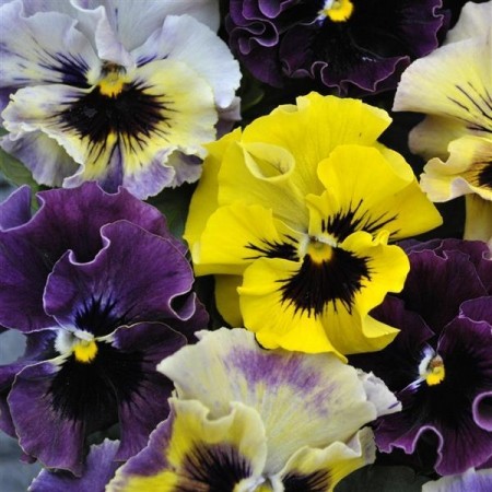Hornfiol 'Frizzle Sizzle mix' (Viola cornutta)
