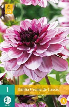 Knollgeorgine 'Creme de Cassis' (Dahlia) - 1 stk knoll