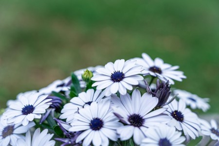 Spansk Margeritt 'Inez'  (Osteospermum) 1 stk pluggplante