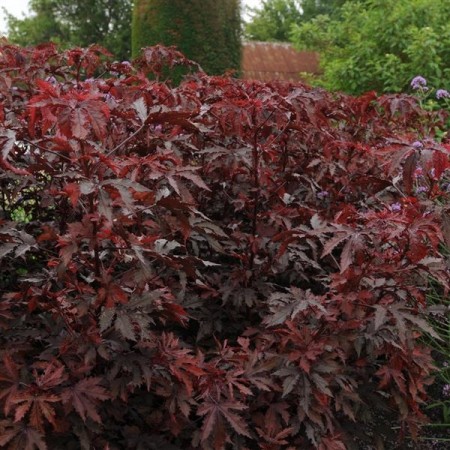Hibiscus ´Mahogany Splendor´ (Hibiscus acetosella)